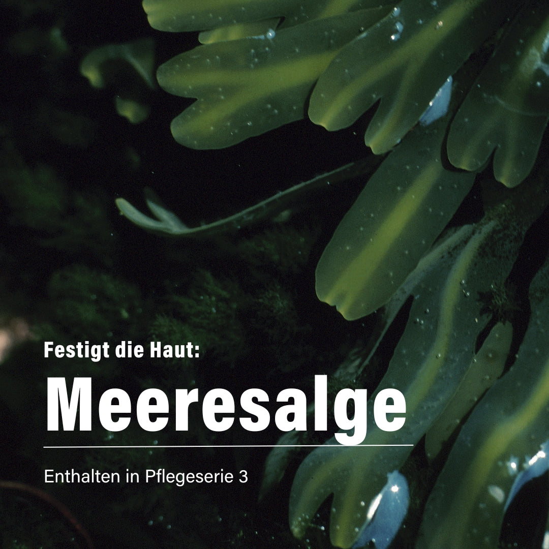 Meeresalge & Olivensqualan für den Tag 50 ml