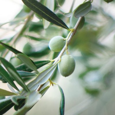 olivensqualan